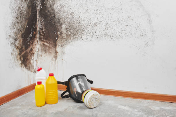 Best Same-Day Mold Removal  in Ashley, PA