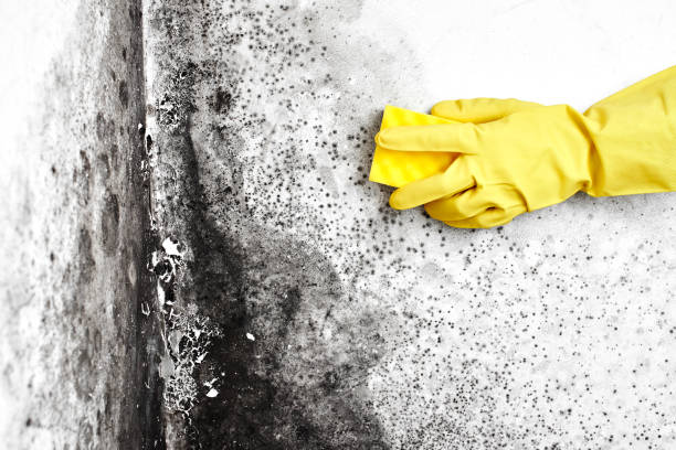 Best Toxic Mold Removal  in Ashley, PA