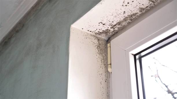 Ashley, PA Mold Removal Company