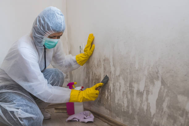 Trusted Ashley, PA Mold Removal Experts