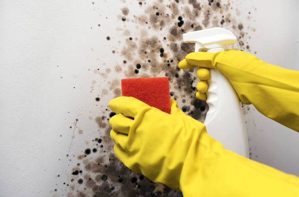 Best Commercial Mold Removal  in Ashley, PA