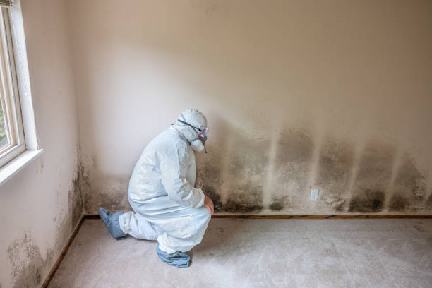 Best Mold Testing  in Ashley, PA